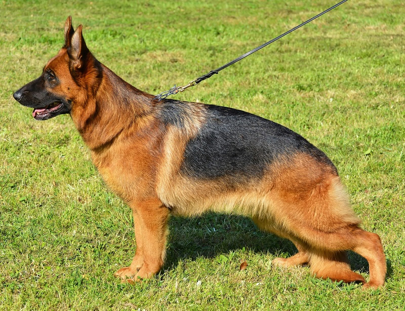 代表犬ジャーマンシェパードメス 丸亀警察犬訓練所